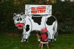 Cow Milking Contest