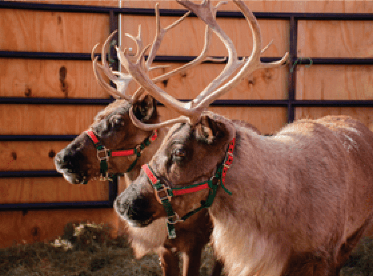 Live Reindeer