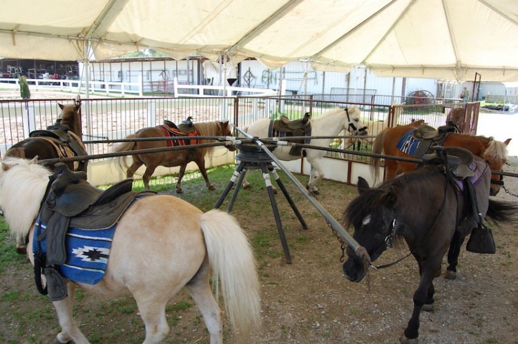 Mini Pony Rides