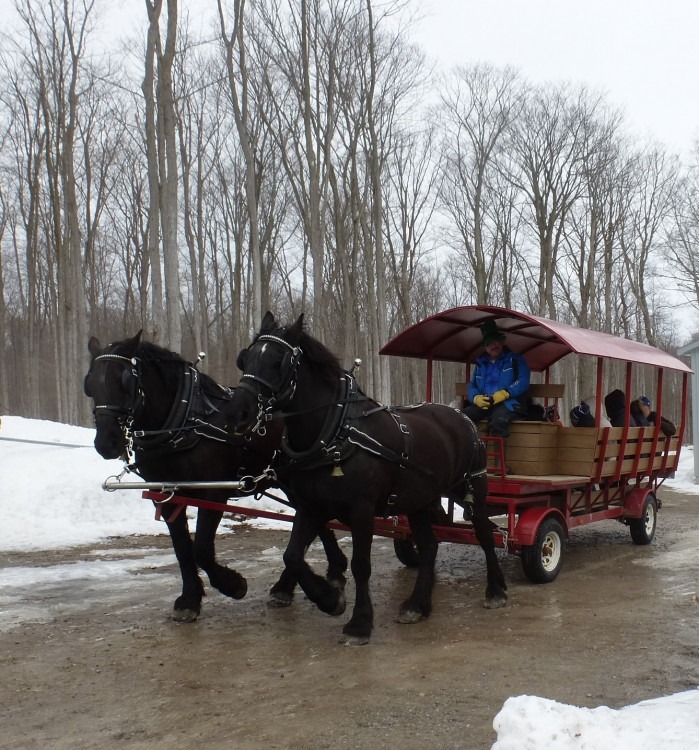 Horse Drawn Wagon Rides