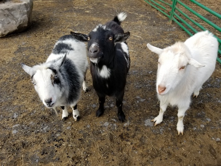 Mini Petting Zoo Party Package