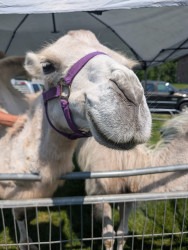 Farm Animal Petting Zoo