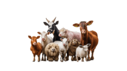 Mini Petting Zoo Party Package