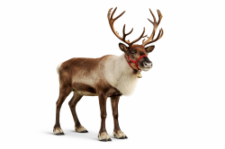Live Reindeer
