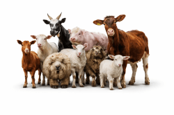 Mini Petting Zoo Party Package